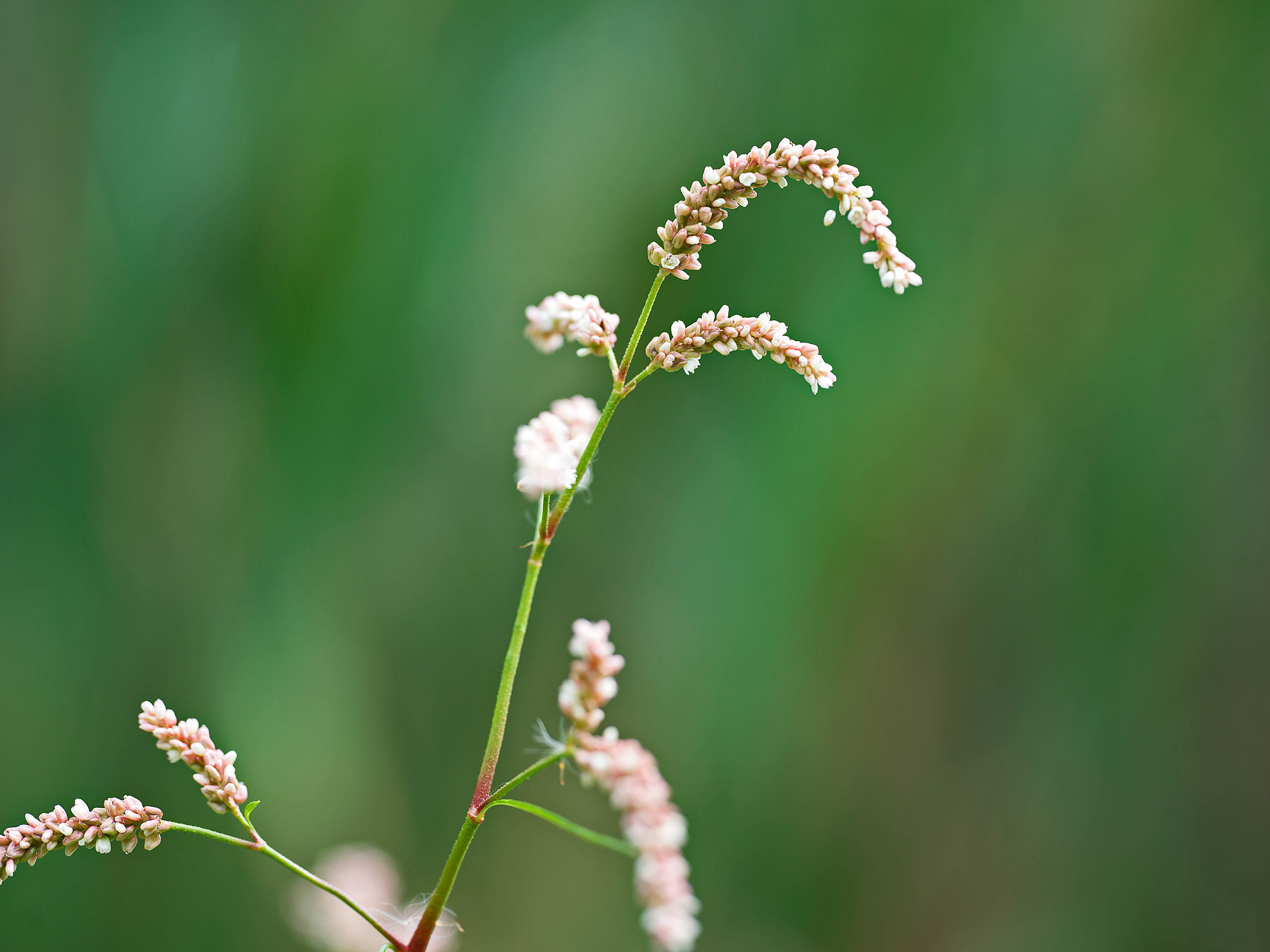 Botanical detail – pink flowers against green